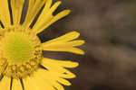 Savannah sneezeweed